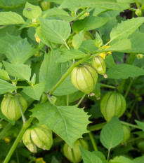 Tomatillo Verde - Physalis ixocarpa - semená tomatilla - 7 ks