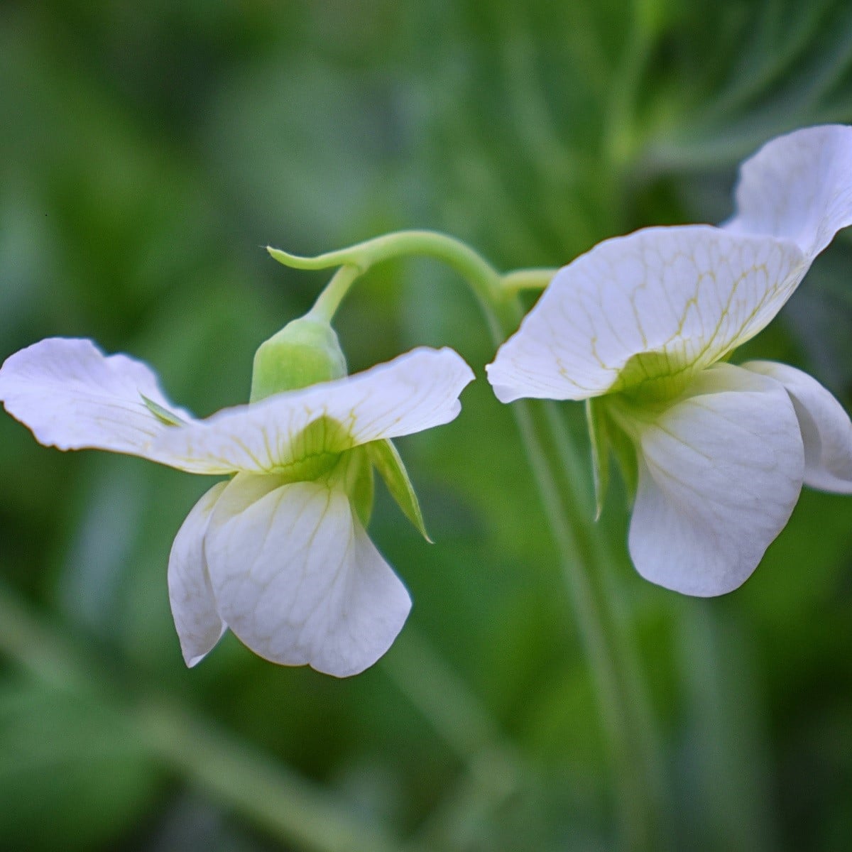 Hrachor voňavý kráľovský biely - Lathyrus odoratus - semená - 20 ks