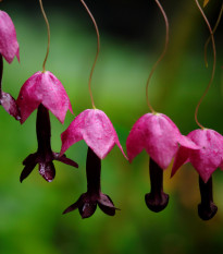 Rodochiton Purple Bells – Rhodochiton atrosanguineus – semena rodochitonu – 6 ks