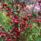 Rodochiton Purple Bells – Rhodochiton atrosanguineus – semena rodochitonu – 6 ks