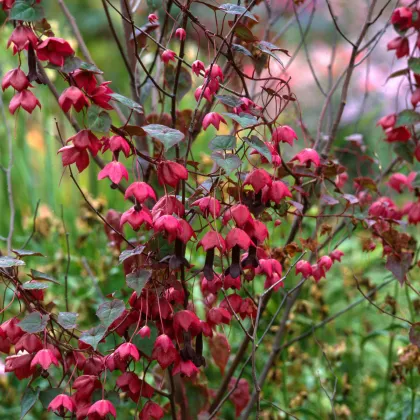 Rodochiton Purple Bells – Rhodochiton atrosanguineus – semena rodochitonu – 6 ks
