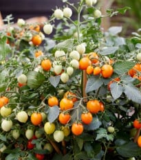 Paradajka Tiny Temptations Orange F1 PhR - Solanum lycopersicum - semená paradajky - 5 ks