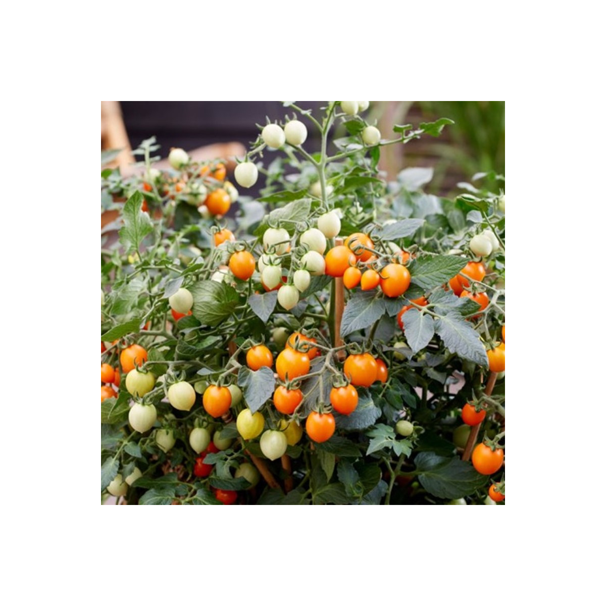Paradajka Tiny Temptations Orange F1 PhR - Solanum lycopersicum - semená paradajky - 5 ks