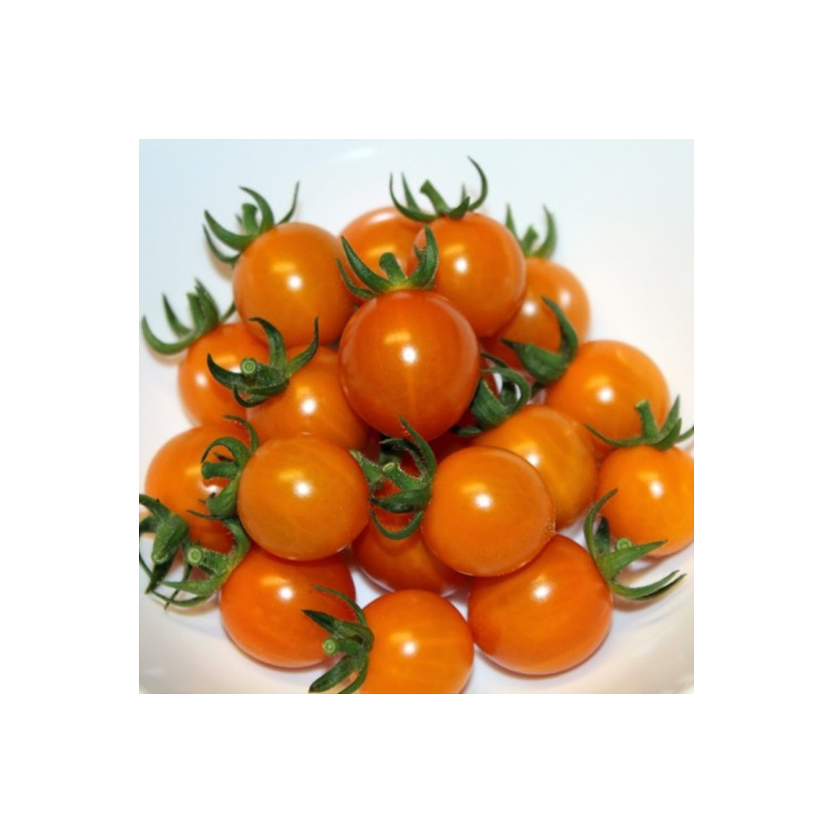 Paradajka Tiny Temptations Orange F1 PhR - Solanum lycopersicum - semená paradajky - 5 ks