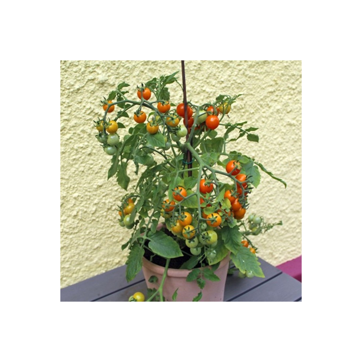 Paradajka Tiny Temptations Orange F1 PhR - Solanum lycopersicum - semená paradajky - 5 ks