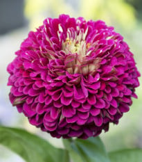 Cínia pôvabná fialová - Zinnia elegans - semená - 50 ks