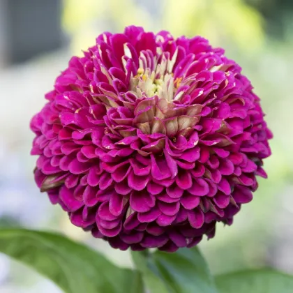 Cínia pôvabná fialová - Zinnia elegans - semená - 50 ks