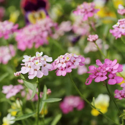 Iberka okoličnatá - zmes farieb - Iberis umbellata - semená - 100 ks