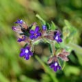 Smohla lekárska - Anchusa officinalis - semená smohly - 10 ks