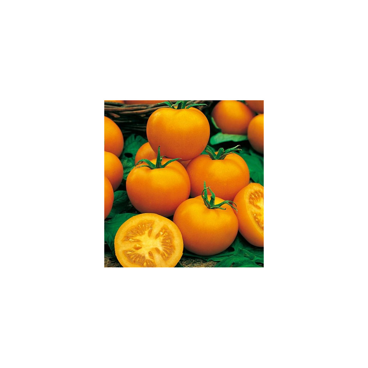 Paradajka Zlatá kráľovná - Solanum lycopersicum - semená paradajky - 10 ks