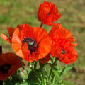 Vlčí mak červený - Papaver rhoeas - semená - 250 ks