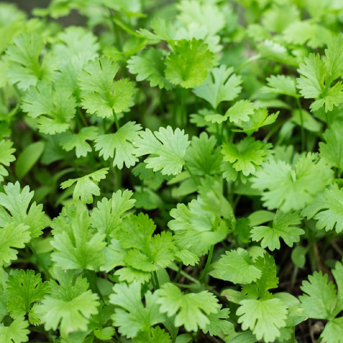 Koriander siaty Santo - Coriandrum sativum - semená koriandra - 100 ks