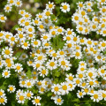 Rimbaba obyčajná Golden Feverfew - Chrysanthemum parthenium aureum - semená rimbaby -400 ks