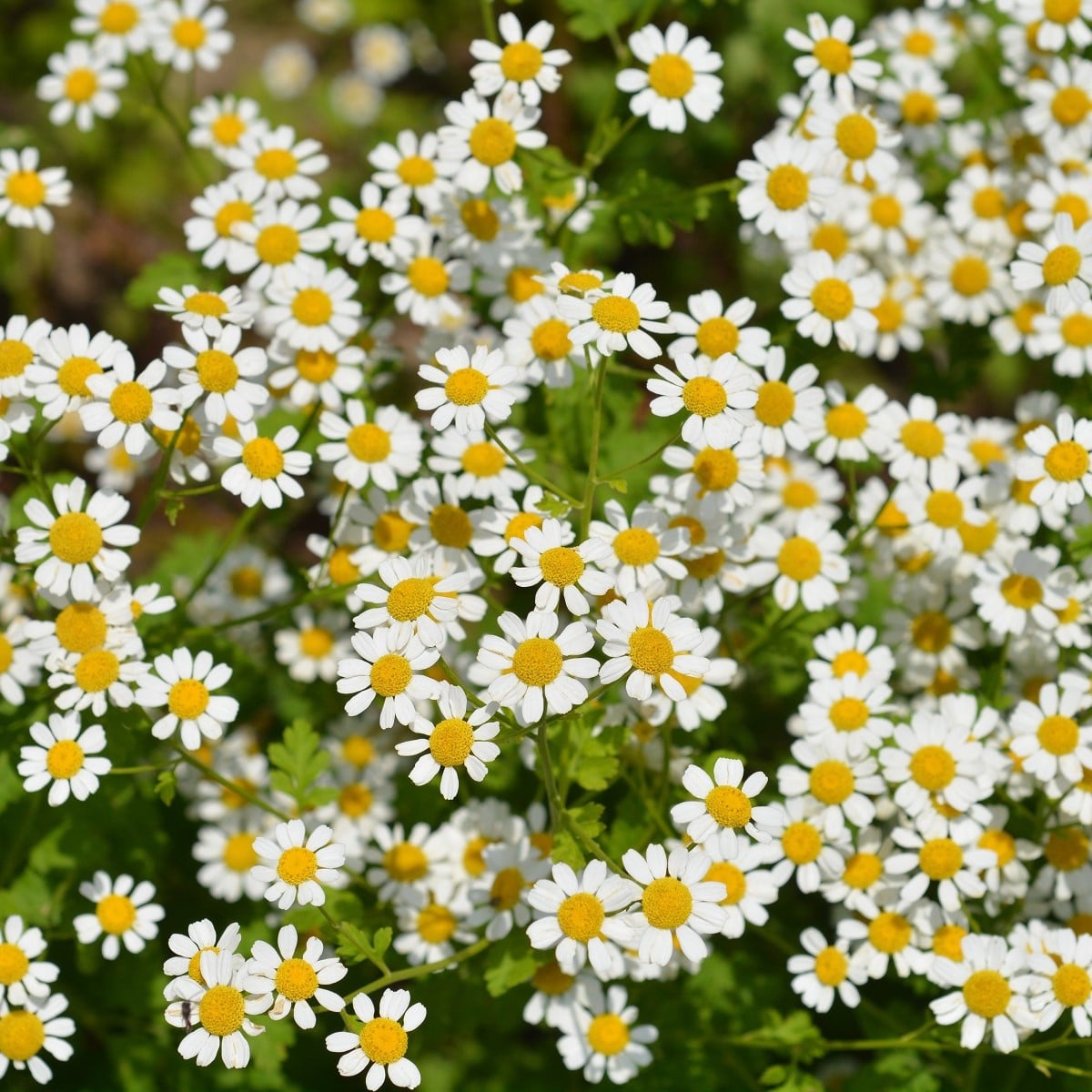 Rimbaba obyčajná Golden Feverfew - Chrysanthemum parthenium aureum - semená rimbaby -400 ks