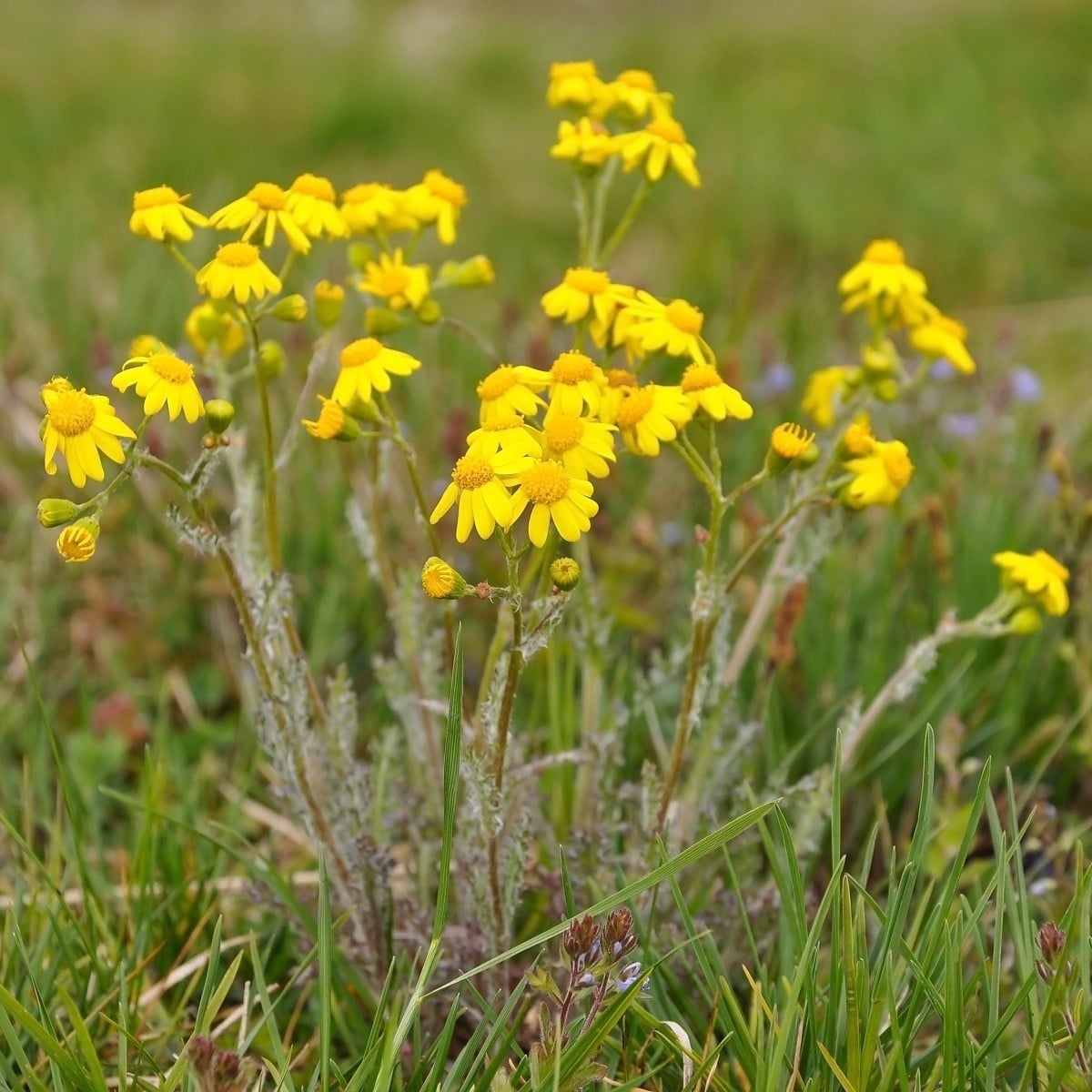 Rumanovec farbiarsky - Anthemis tinctoria - semená rumanovca - 500 ks