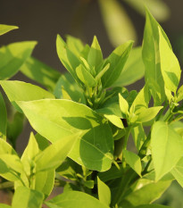 Gáfrovník lekársky - Cinnamomum camphora - semená gáfrovníka - 6 ks