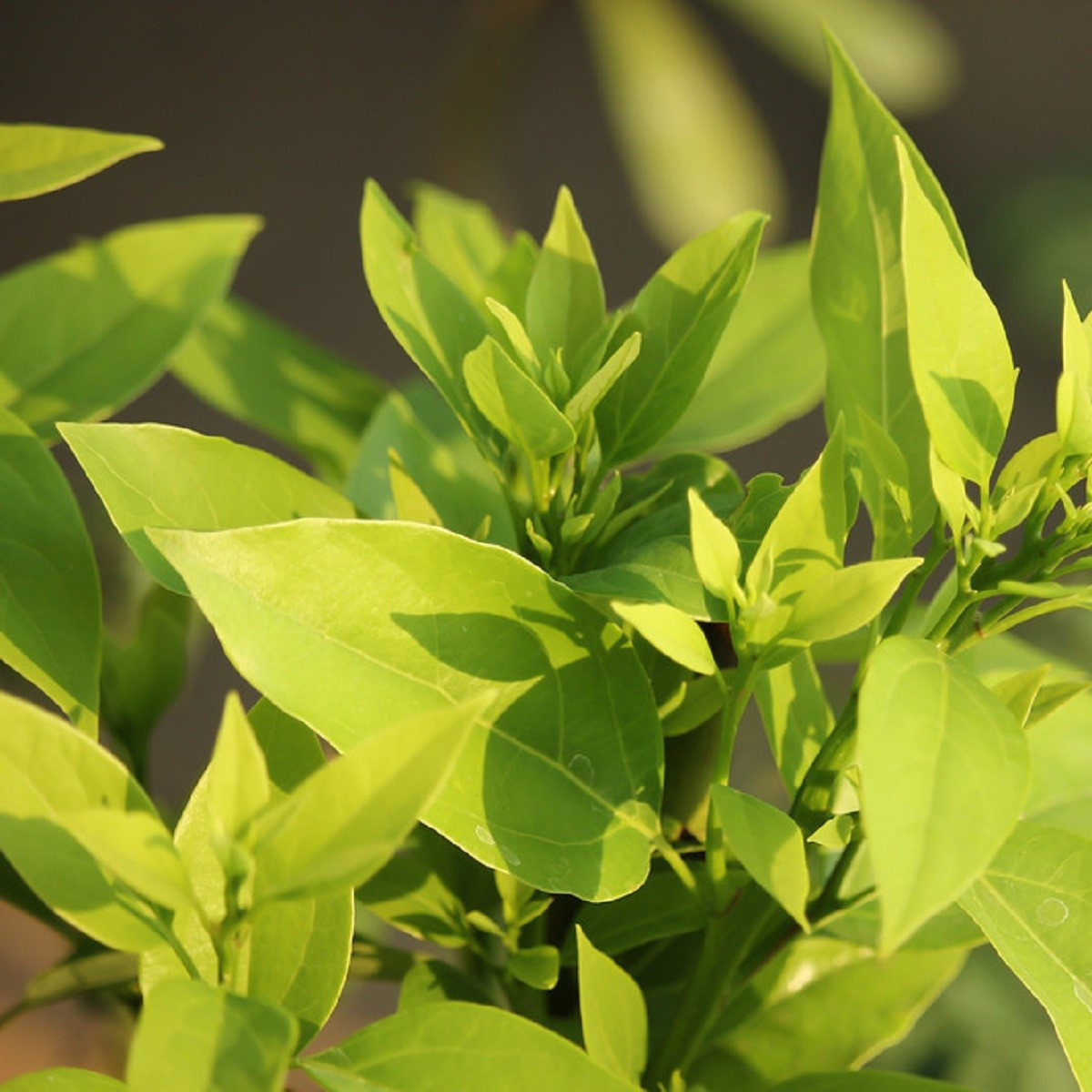 Gáfrovník lekársky - Cinnamomum camphora - semená gáfrovníka - 6 ks