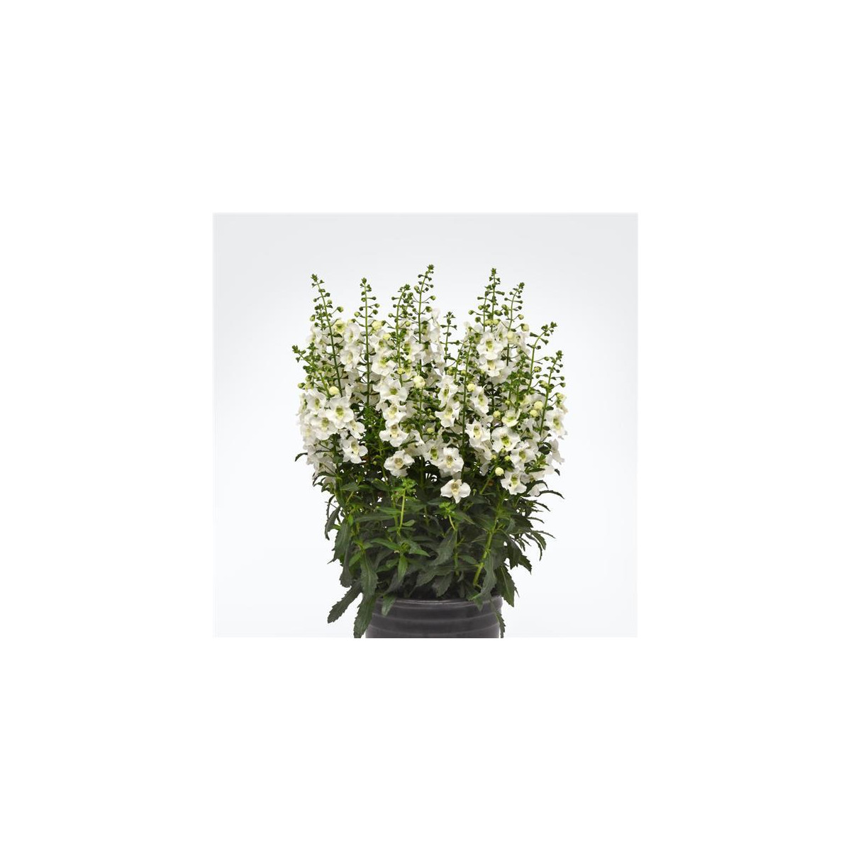 Angelónia úzkolistá Serenita white - Angelonia angustifolia - semená angelónie - 6 ks