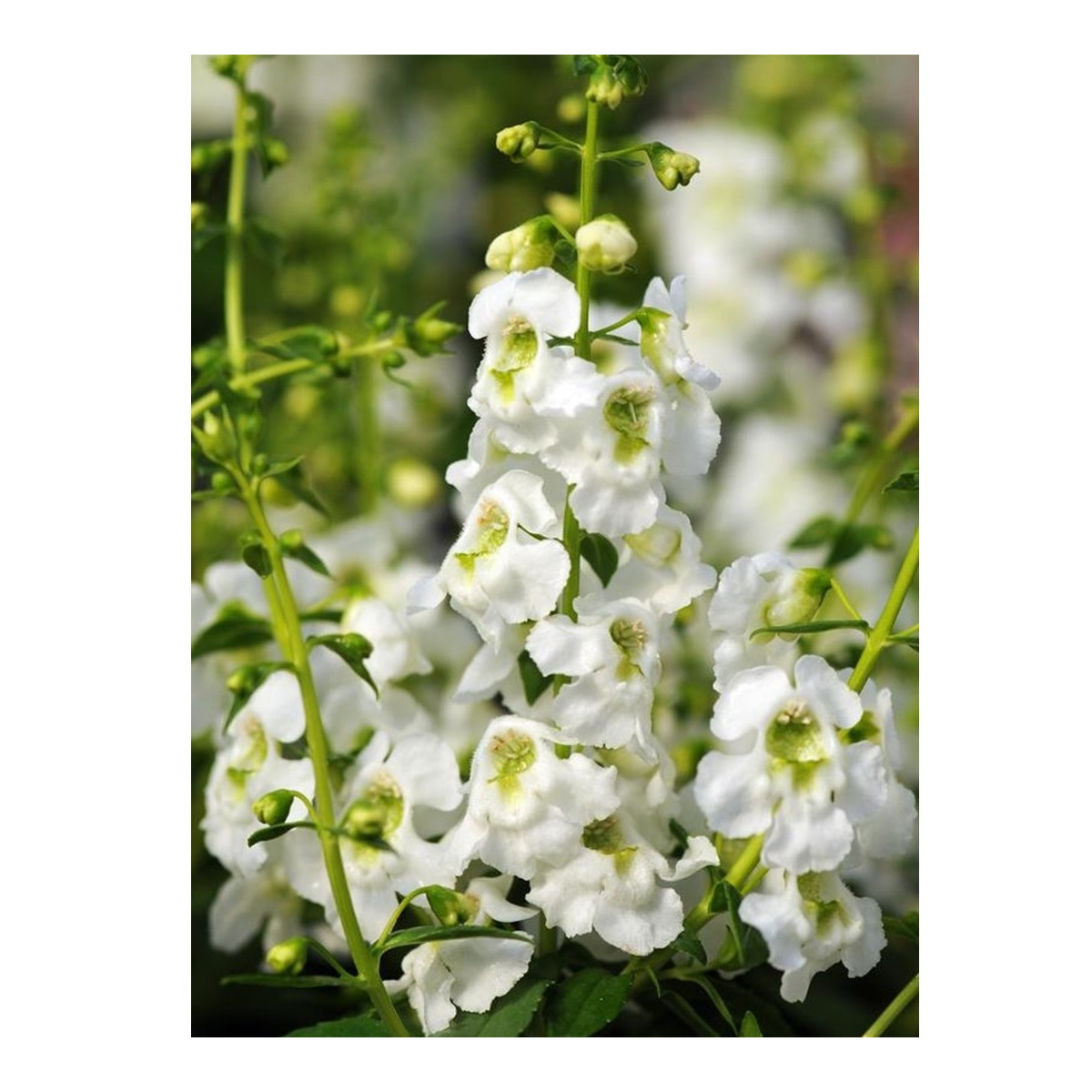 Angelónia úzkolistá Serenita white - Angelonia angustifolia - semená angelónie - 6 ks