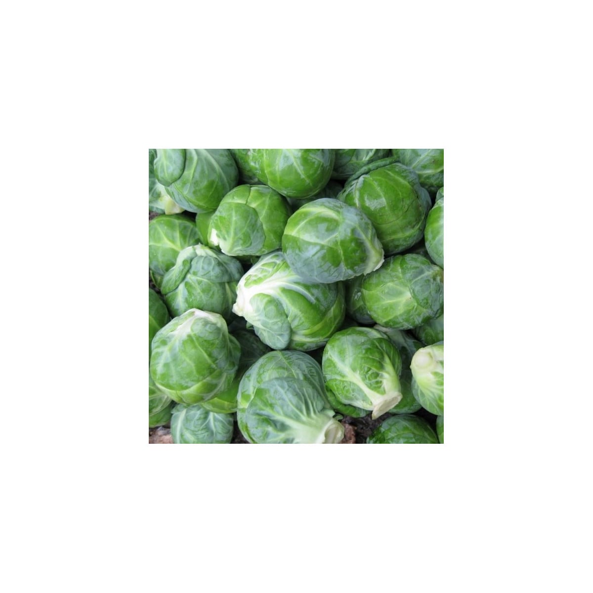 BIO Kel ružičkový Dagan F1 - Brassica oleracea - semená kelu - 20 ks