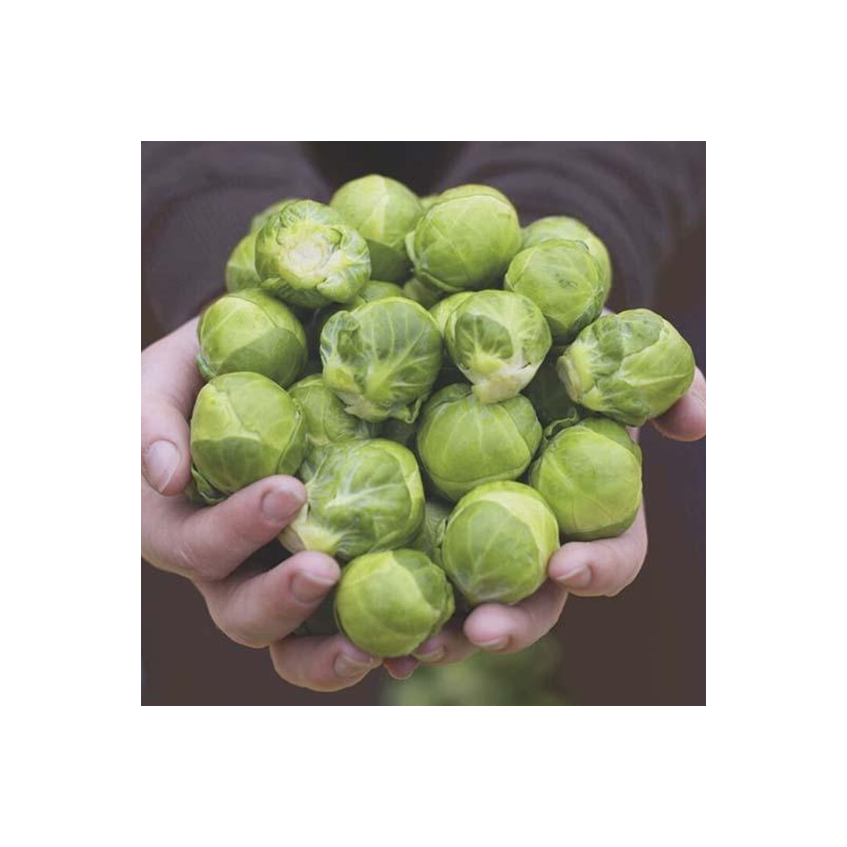 BIO Kel ružičkový Hemera F1 - Brassica oleracea - semená kelu - 20 ks