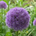 Cesnak His Excellency - Allium - cibuľa okrasného cesnaku - 1 ks