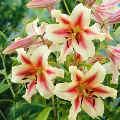 Ľalia Lavon - Lilium - cibuľoviny - 1 ks
