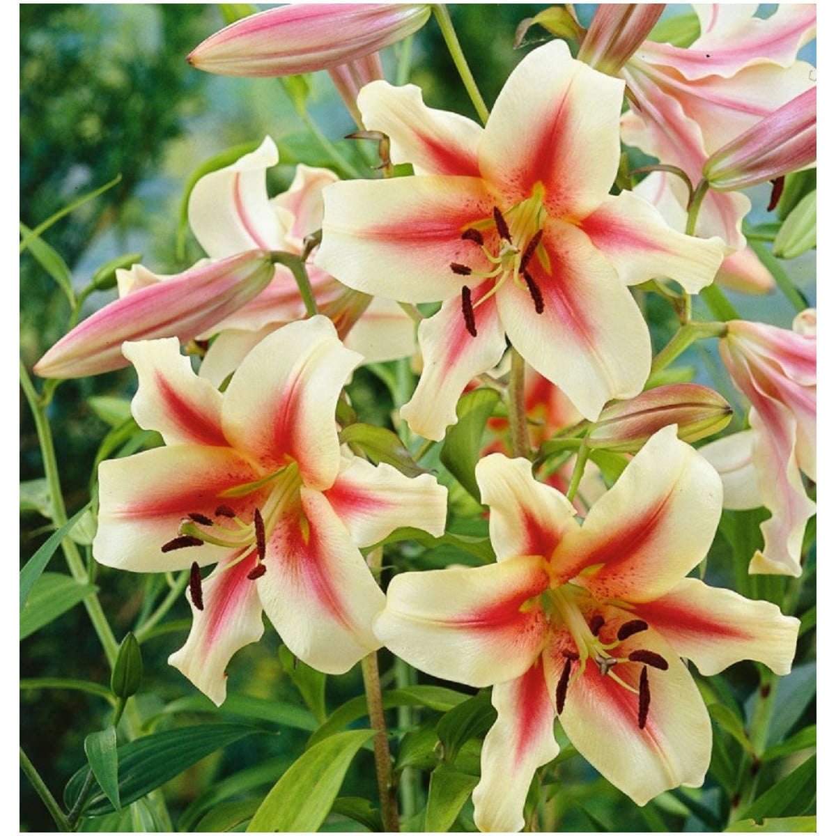 Ľalia Lavon - Lilium - cibuľoviny - 1 ks