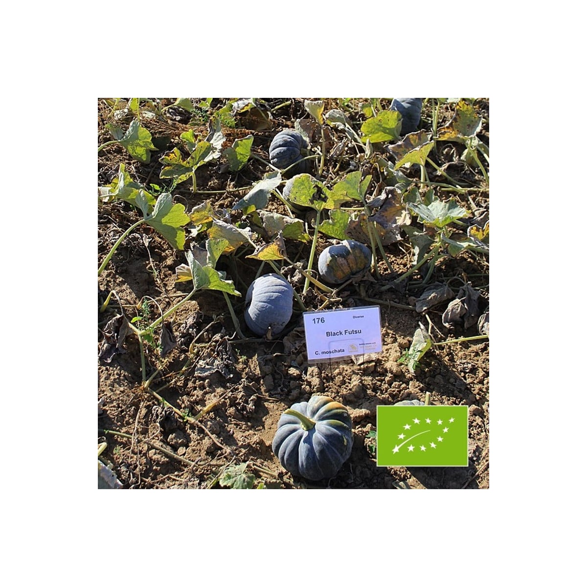 BIO Tekvica Black Futsu - Cucurbita moschata - bio semená tekvice - 7 ks