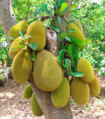 Chlebovník rôznolistý - Artocarpus heterophyllus - semená chlebovníka - 2 ks