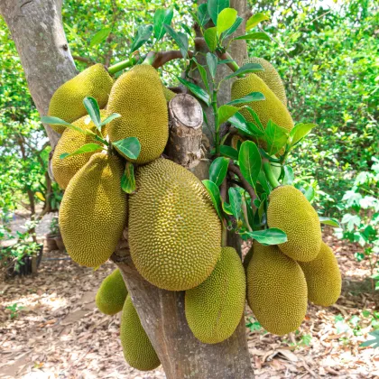 Chlebovník rôznolistý - Artocarpus heterophyllus - semená chlebovníka - 2 ks
