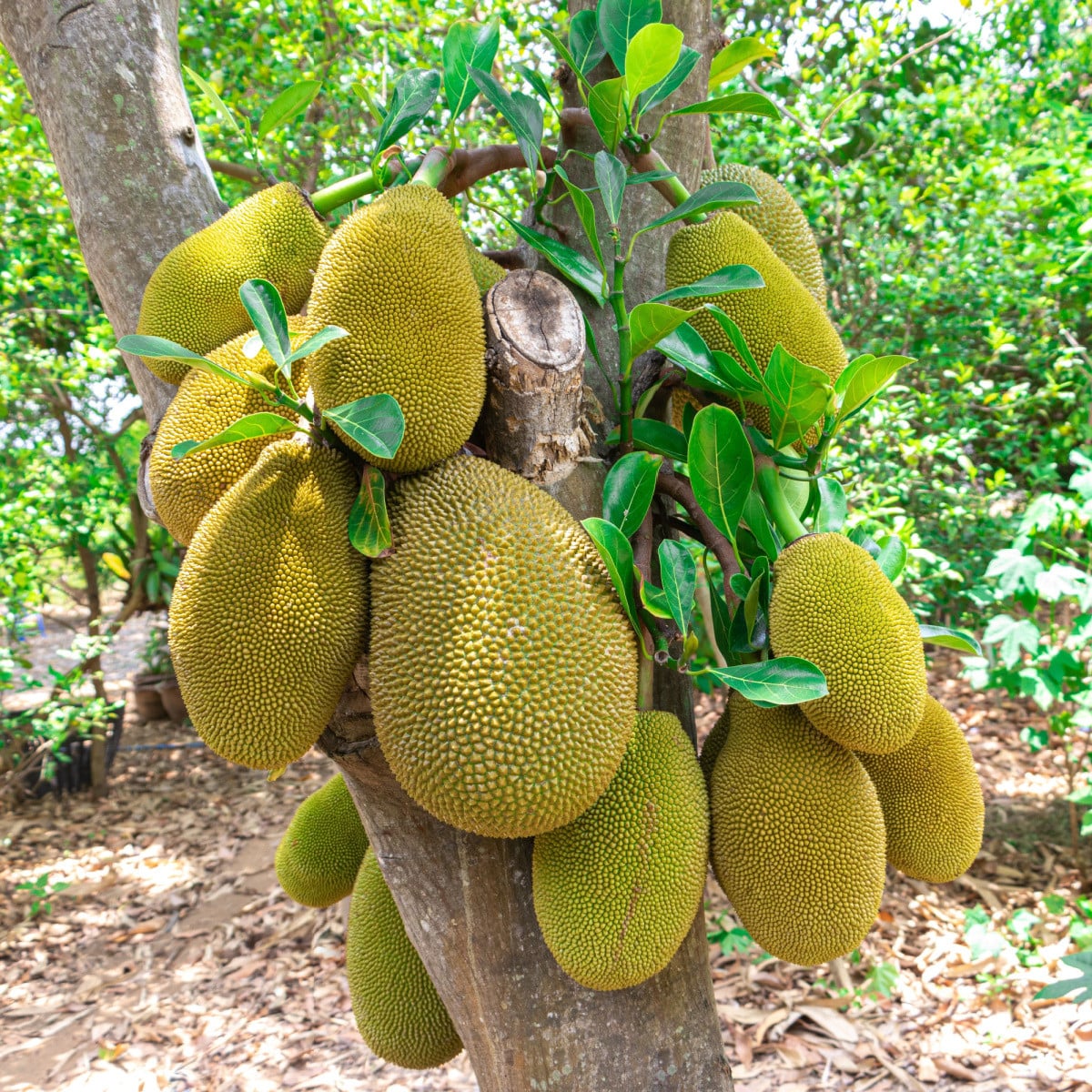 Chlebovník rôznolistý - Artocarpus heterophyllus - semená chlebovníka - 2 ks