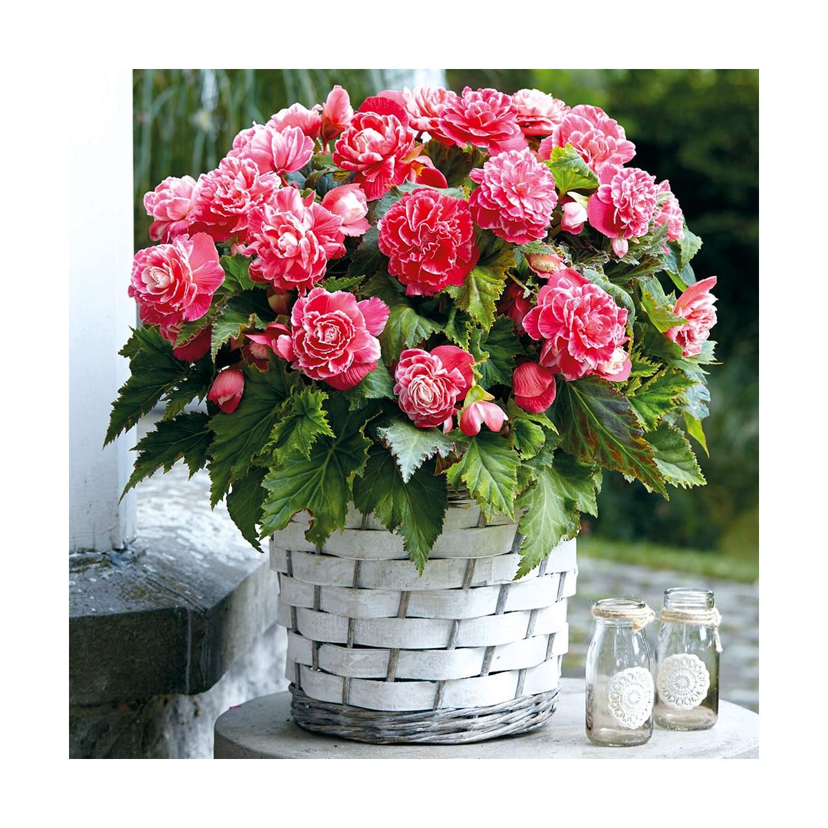 Begónia Camellia - Begonia - hľuzy begónie - 2 ks