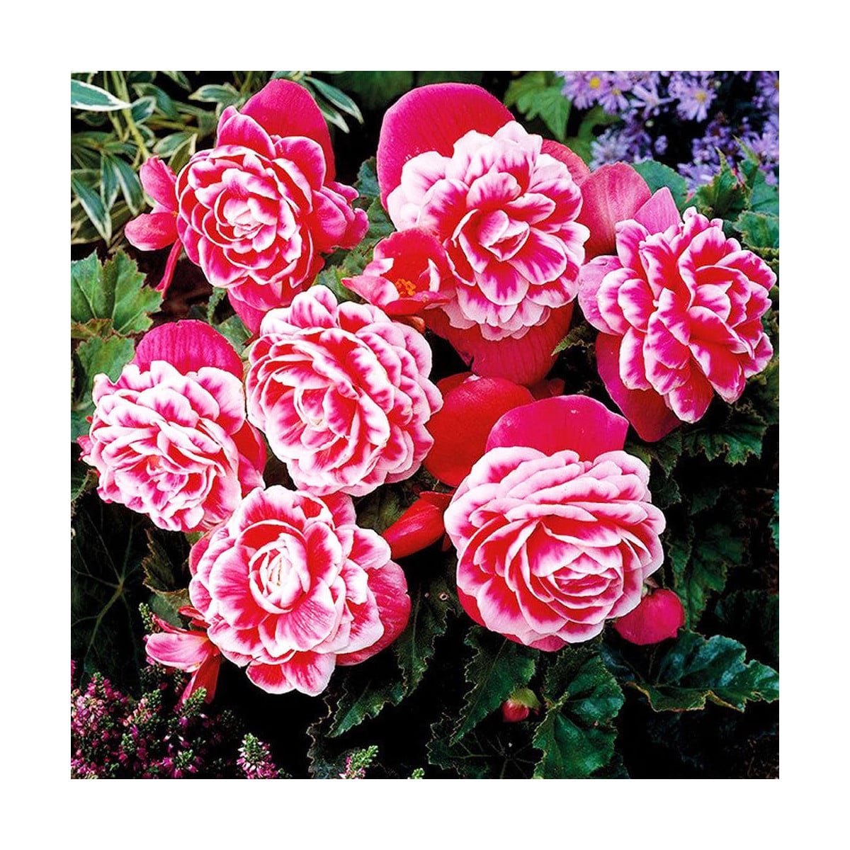 Begónia Camellia - Begonia - hľuzy begónie - 2 ks