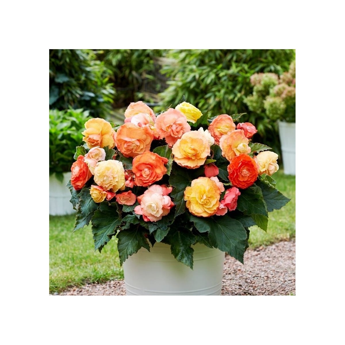 Begónia plnokvetá Bolero - Begonia superba - hľuzy begónie - 2 ks