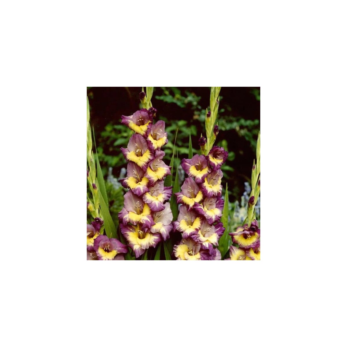 Gladiola Dynamite - Gladiolus - hľuzy gladioly - 3 ks