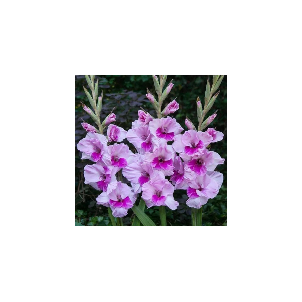 Gladiola Alannah - Gladiolus - hľuzy gladioly - 3 ks ​