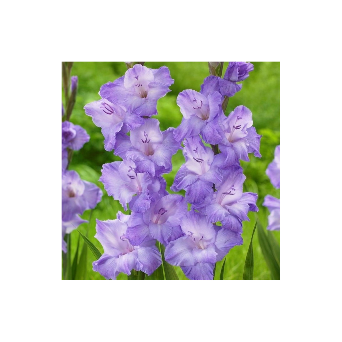 Gladiola Milka - Gladiolus - hľuzy gladioly - 3 ks