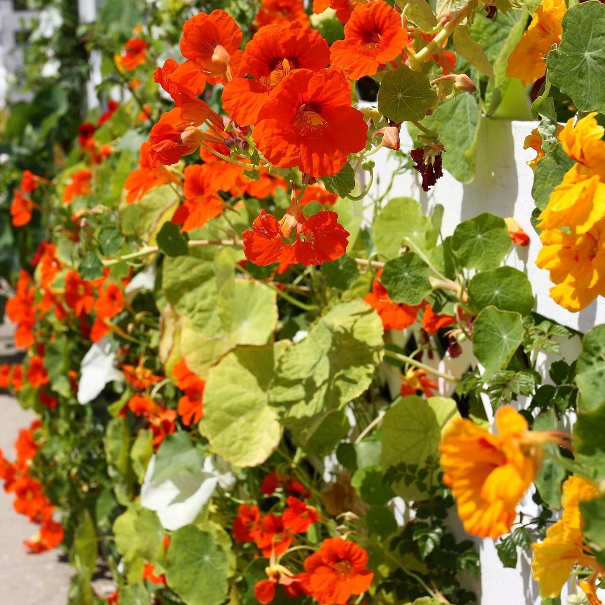 Kapucínka nízka zmes farieb - Tropaeolum majus nanum - semená - 10 ks