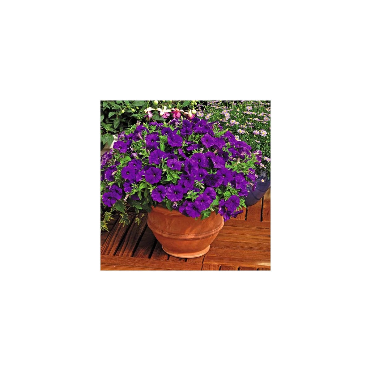 Petúnia Picobella modrá F1 - Petunia mill. - semená petúnie - 15 ks