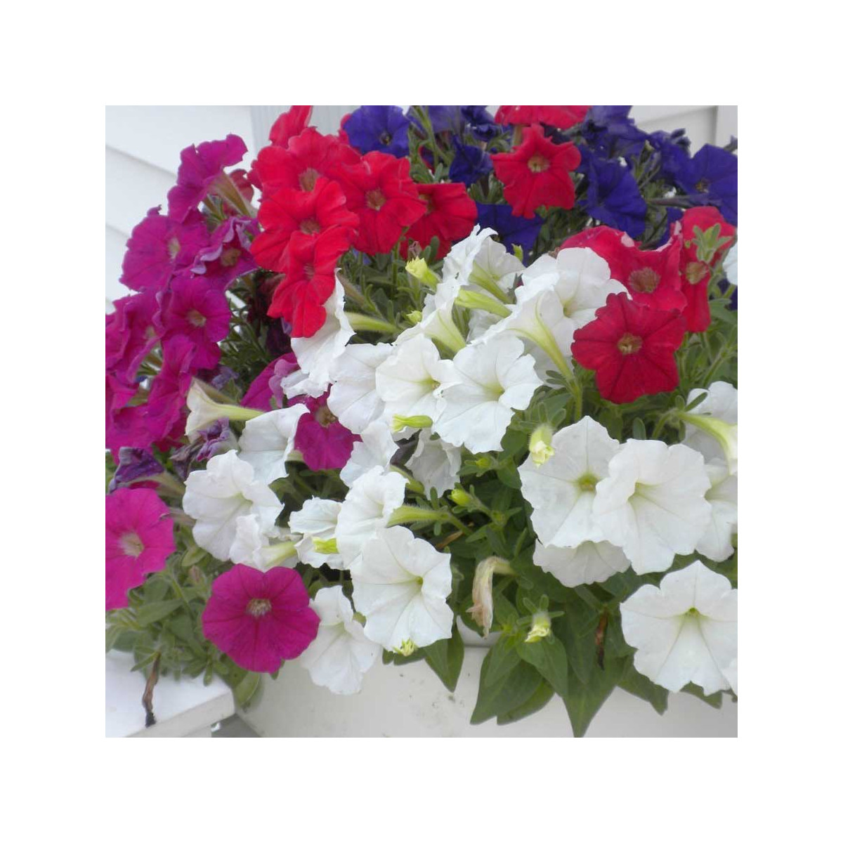 Petúnia Picobella zmes farieb F1 - Petunia mill. - semená petúnie - 15 ks