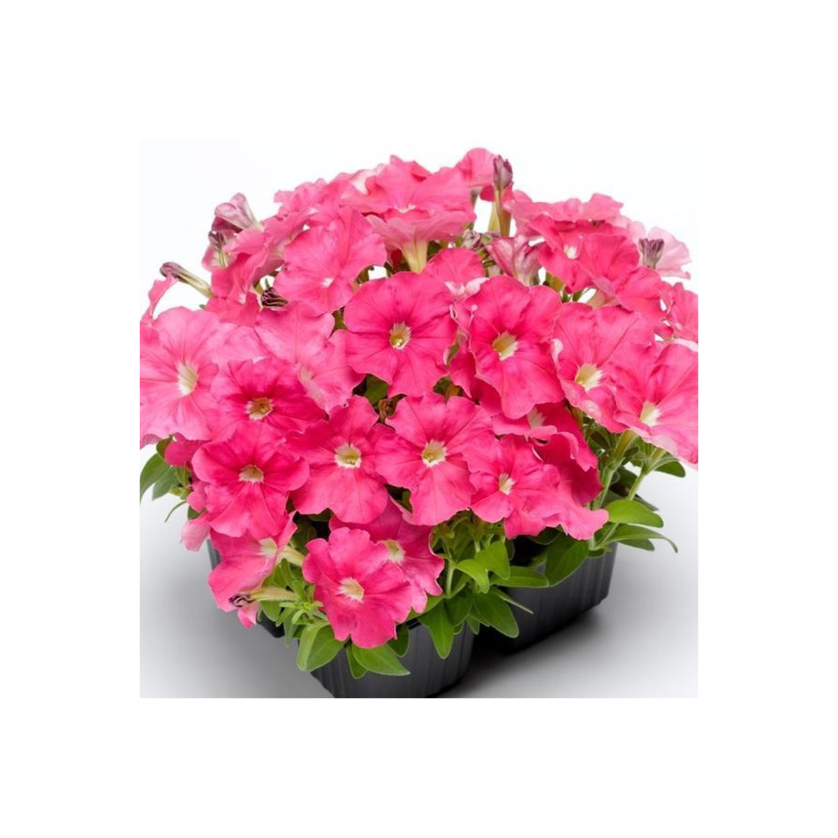 Petúnia Picobella ružová F1 - Petunia mill. - semená petúnie - 15 ks