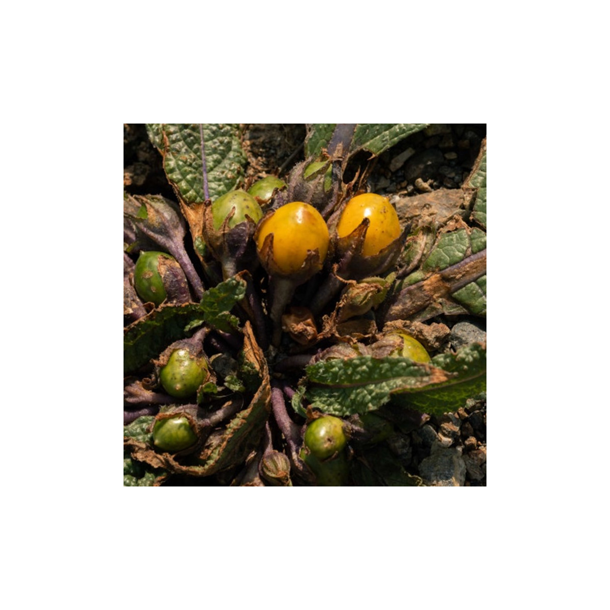 Mandragora lekárska - Mandragora officinalis - semená mandragory - 6 ks