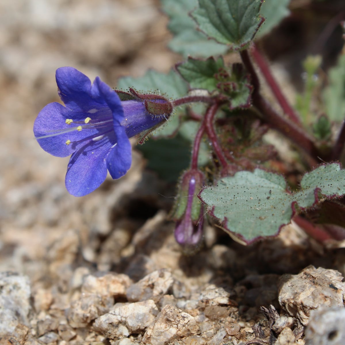 Facélia modrá - Phacelia campanularia - semená facélie - 800 ks