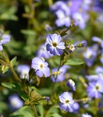 Brovália americká Blue Lady - Browallia americana - semená broválie - 20 ks