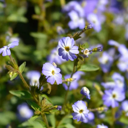 Brovália americká Blue Lady - Browallia americana - semená broválie - 20 ks