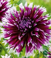 Georgína Alaune Clair-Obscur - Dahlia - hľuzy georgíny - 1 ks