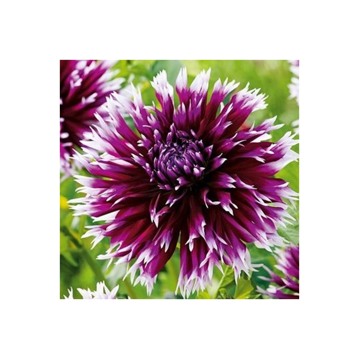 Georgína Alaune Clair-Obscur - Dahlia - hľuzy georgíny - 1 ks