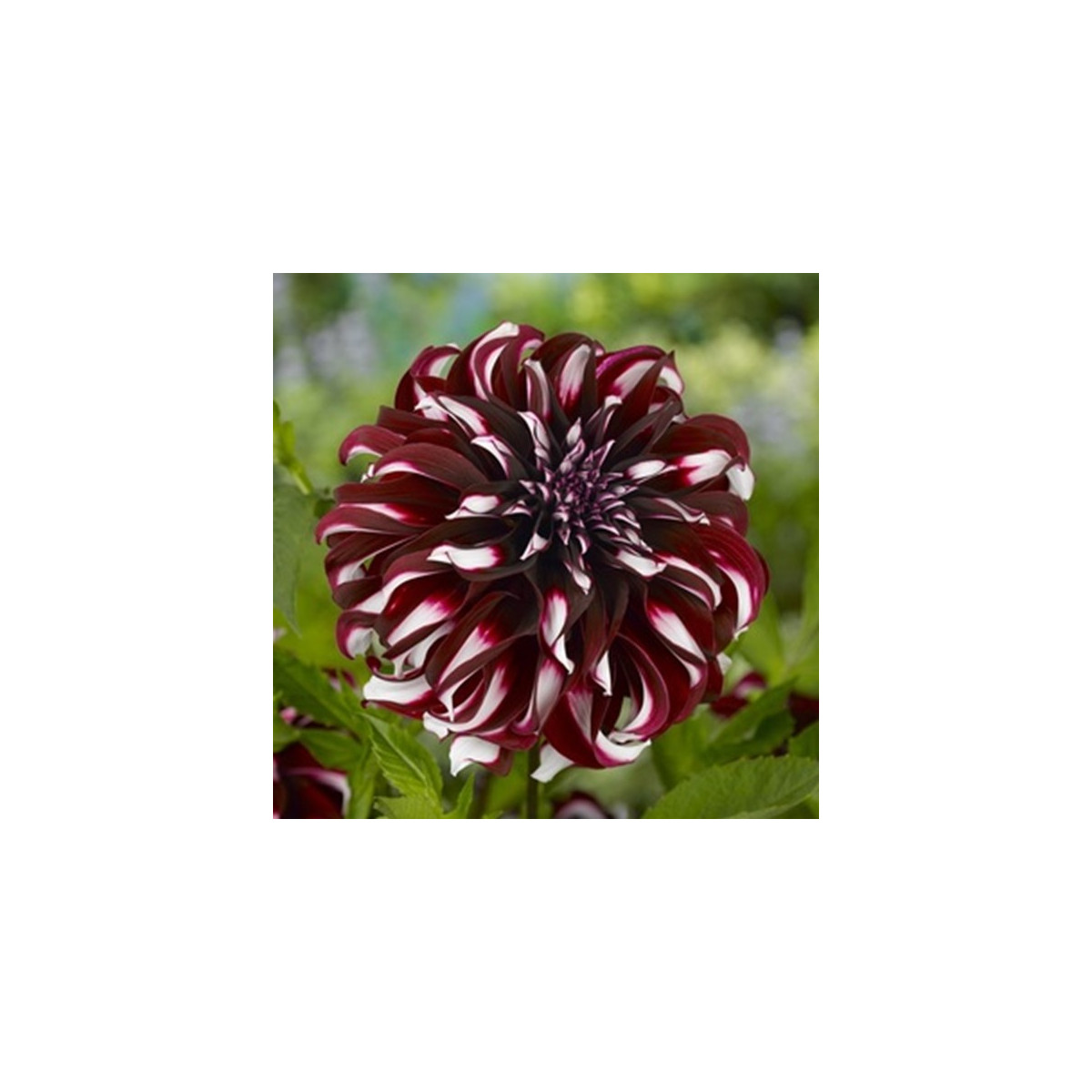 Georgína Tartan - Dahlia - hľuzy georgíny - 1 ks