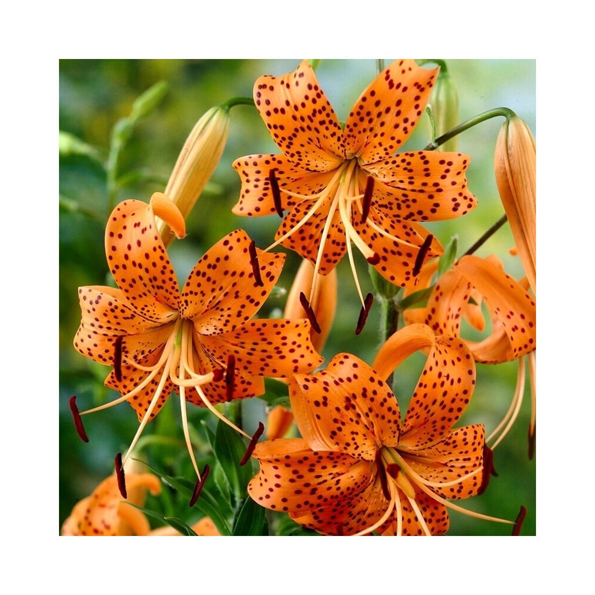 Ľalia Tigrinum - Lilium - cibuľa ľalia - 1 ks